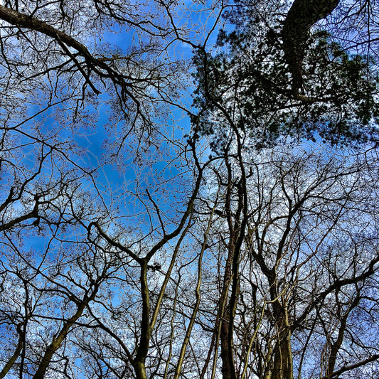 The Japanese art of Shinrin-yoku, forest bathing